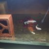 Betta Antuta