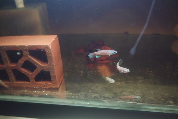 Betta Antuta