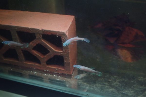Betta Antuta