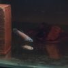 Betta Antuta