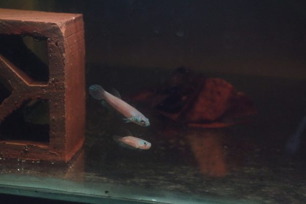 Betta Antuta