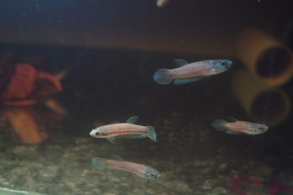 Betta Antuta