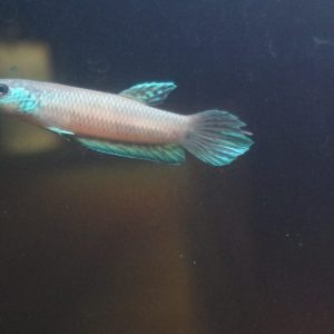 Betta Antuta