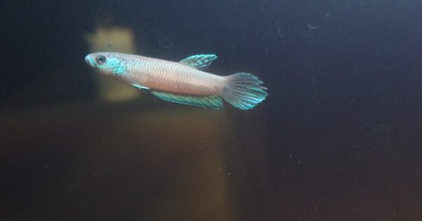 Betta Antuta