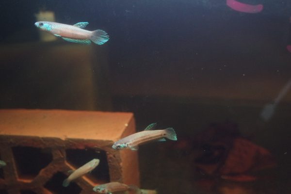 Betta Antuta
